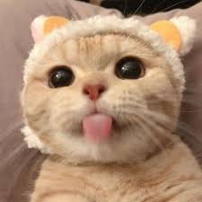 ماریہ اقبال avatar